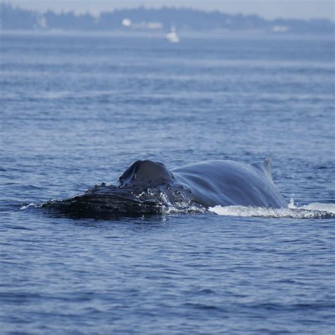 Baby Humpback Whale Size