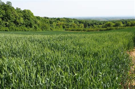Premium Photo | Wheat grows in the field triticum wheat is a genus of herbaceous annual plants ...