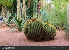 Cactus L by Plantes De Cactus 224 L Ext 233 Rieur Dans Une Journ 233 E D 233 T 233 Cactus L