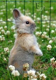 Image result for Super Cute Baby Bunny