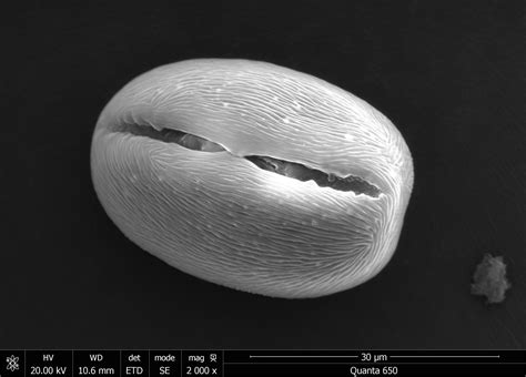 Image result for Flower Pollen Under Microscope