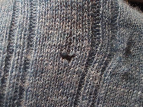 How To Tell If Holes In Clothes Are From Moths at Ann Bevers blog