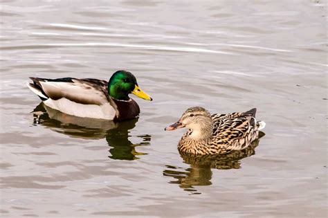 How Do Ducks Mate? - Duck Mating Season, Habits & Behavior
