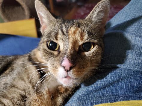 Calico Tabby Cat Mix