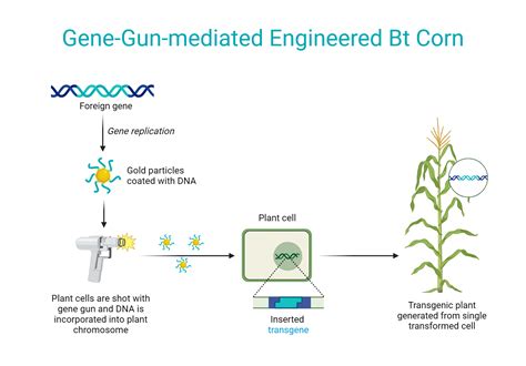 Gene-Gun-mediated Engineered Bt Corn | BioRender Science Templates