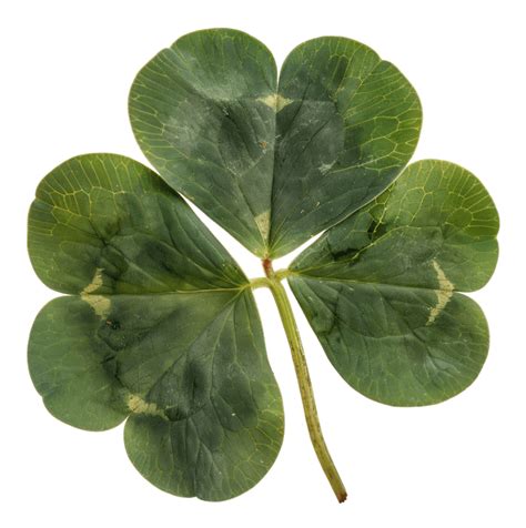 Four Leaf Clover PNGs for Free Download
