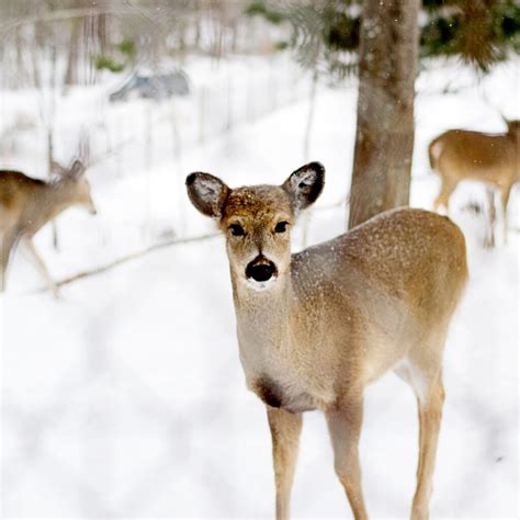 The Great Black Swamp: The Wetland That Changed Northwest Ohio ...