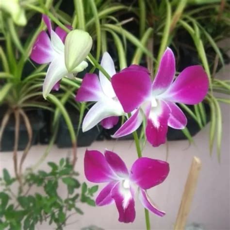 Purple Orchid Plant Buy Purple Orchidaceae - Nursery Nisarga