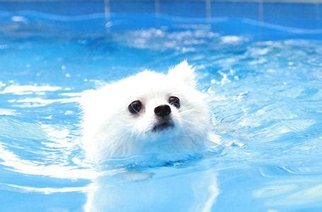 狗在水中跑狗享受在河游泳的狗在湍急的河流-包图企业站
