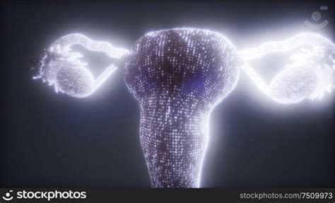 Image result for Female Reproductive System Animation
