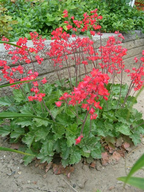 Heuchera Firefly Coral Bells Seeds – Gran's Garden Seeds