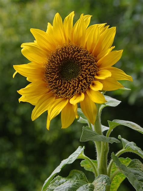 File:A sunflower.jpg