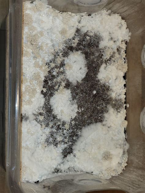 What the heck is this? : r/MakeMeSmile