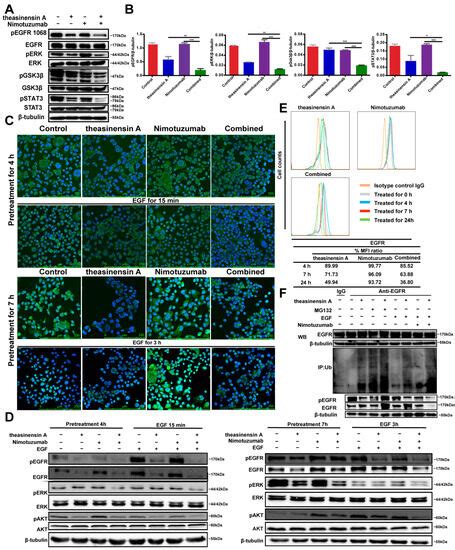 An EGCG Derivative in Combination with Nimotuzumab for the Treatment of ...