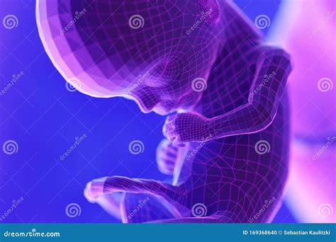 怀孕第15周胎儿发育情况_子宫