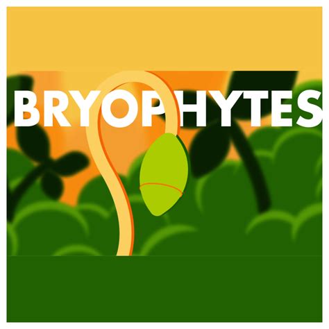 LIFE CYCLE OF BRYOPHYTES