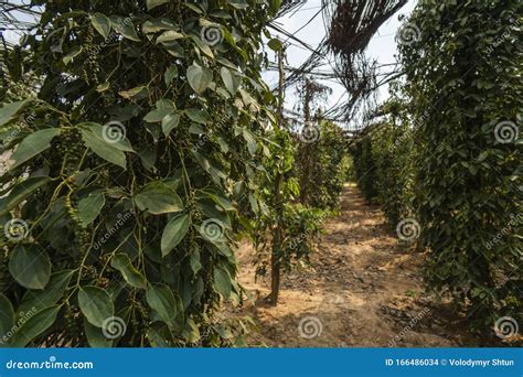 Black Pepper Plants Growing on Plantation in Asia. Ripe Green Peppers ...