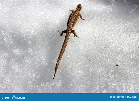 Image result for Spring Lizard