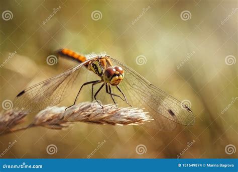 Beautiful Orange Dragonfly on Yellow Background Close Up. Sympetrum Sanguineum, Red Dragonfly ...