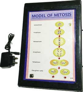 MELODY's Mitosis Low Cost Teaching Aid (LOCTAS) Biology. Science Model ...