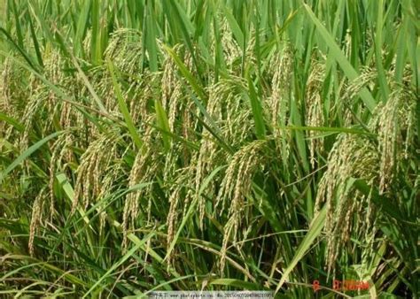 三系法杂交水稻原理 - 说植物