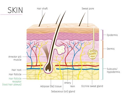 The Function Of The Root Hair Plexus Is To - Hair Style Ideas for 2023