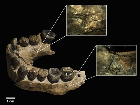 🍖 Early humans were prey, not predators