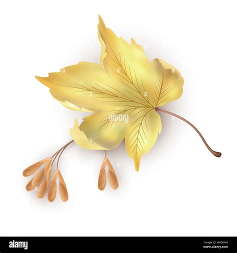 Image result for Vector File of Maple Leaf
