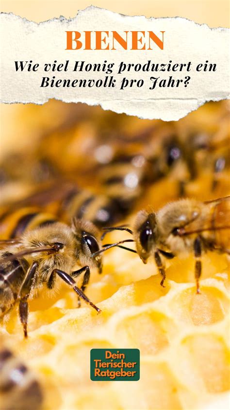 Wie Viel Bienen Hat Ein Bienenvolk