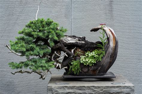 An Award-Winning Bonsai Joins the Collections — National Bonsai Foundation