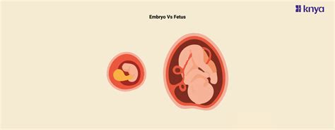 Embryo vs Fetus: Key Stages of Pregnancy – Knya