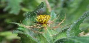 Оригинальный Чай Iaso®Tea — Teletype