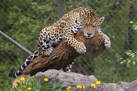 [46+] Jaguar Wallpaper Animal - WallpaperSafari