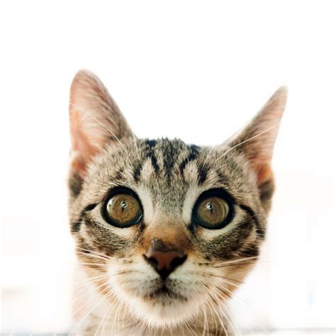 Cat eye boogers and discharge - What's normal? - The Lick