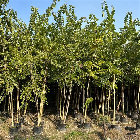 Buy Bauhinia Purpurea - The Purple Orchid Tree | Saharanpur Nursery