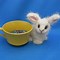 Image result for Teacup Bunny Pet