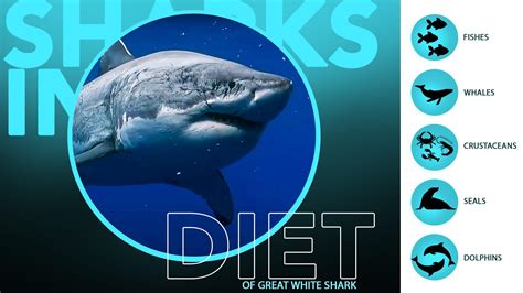 The Great White Shark [20+ Facts] Reproduction, Habitat, Size & Diet – sharksinfo.com