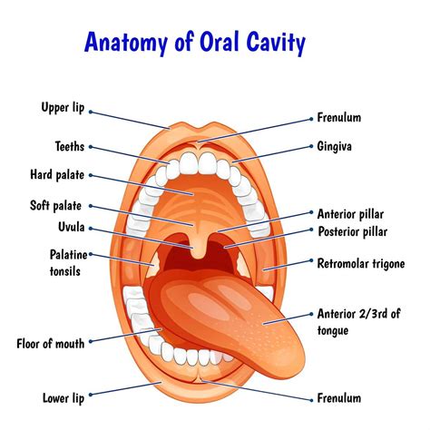 Anatomy of Oral Cavity - Labelled Diagrams, Notes, PDF, PPT
