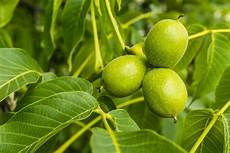 walnussbaum selber pflanzen walnussbaum juglans regia pflanzen schneiden und walnussbaum selber pflanzen walnussbaum juglans regia pflanzen schneiden und