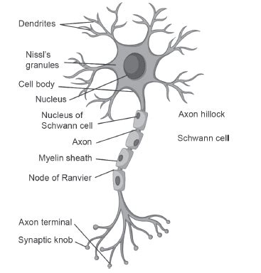 NCERT Solutions for Class 11 Biology Chapter 21 Neural Control and ...