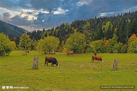 草原牛 的图像结果