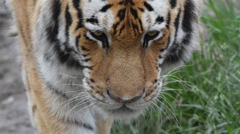 Download wallpaper 1920x1080 tiger, face, paws, grass full hd, hdtv ...