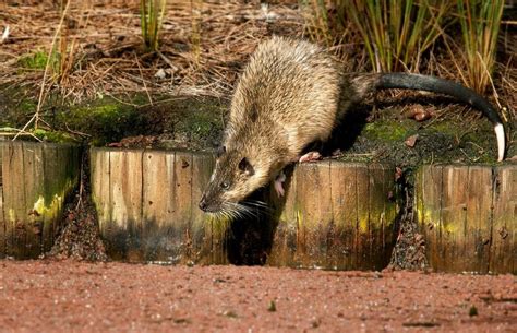 Discover the Enchanting World of the Native Australian Water Rat: A Unique Creature of Down Under