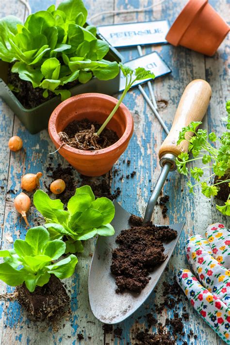 Planting Vegetables Indoors