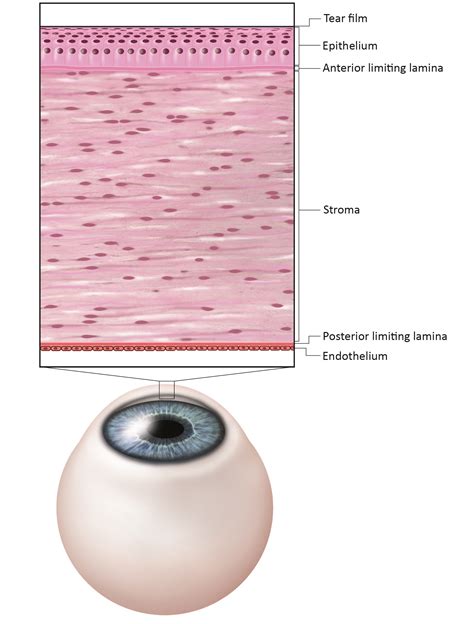Corneal Epithelium Layers