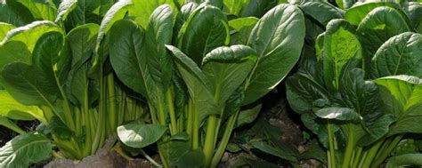 菠菜种植：秋菠菜的种植技术 - 三农致富经