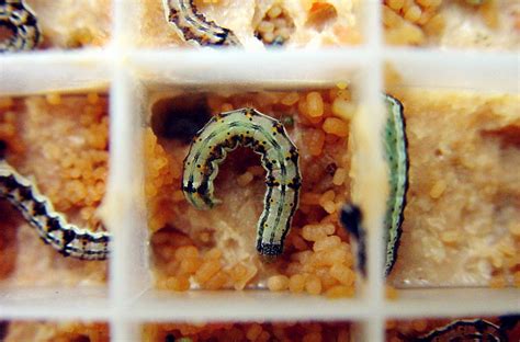 Live insects Galleria mellonella(Greater wax moth) larvae - Biological ...