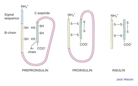 Image result for Proteolysis Post-Translational Modification