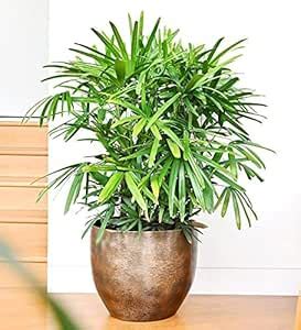 UGALOO Live Raphis Palm/Lady Palm/Rhapis excelsa Most Popular ...
