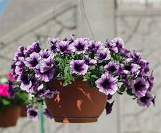 fiori per terrazzi al sole fiori da vaso estivi con fiori estivi da vaso fiori estivi fiori per terrazzi al sole fiori da vaso estivi con fiori estivi da vaso fiori estivi